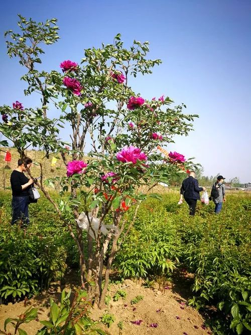掩龙牡丹园最新动态,绽放的美丽与未来展望
