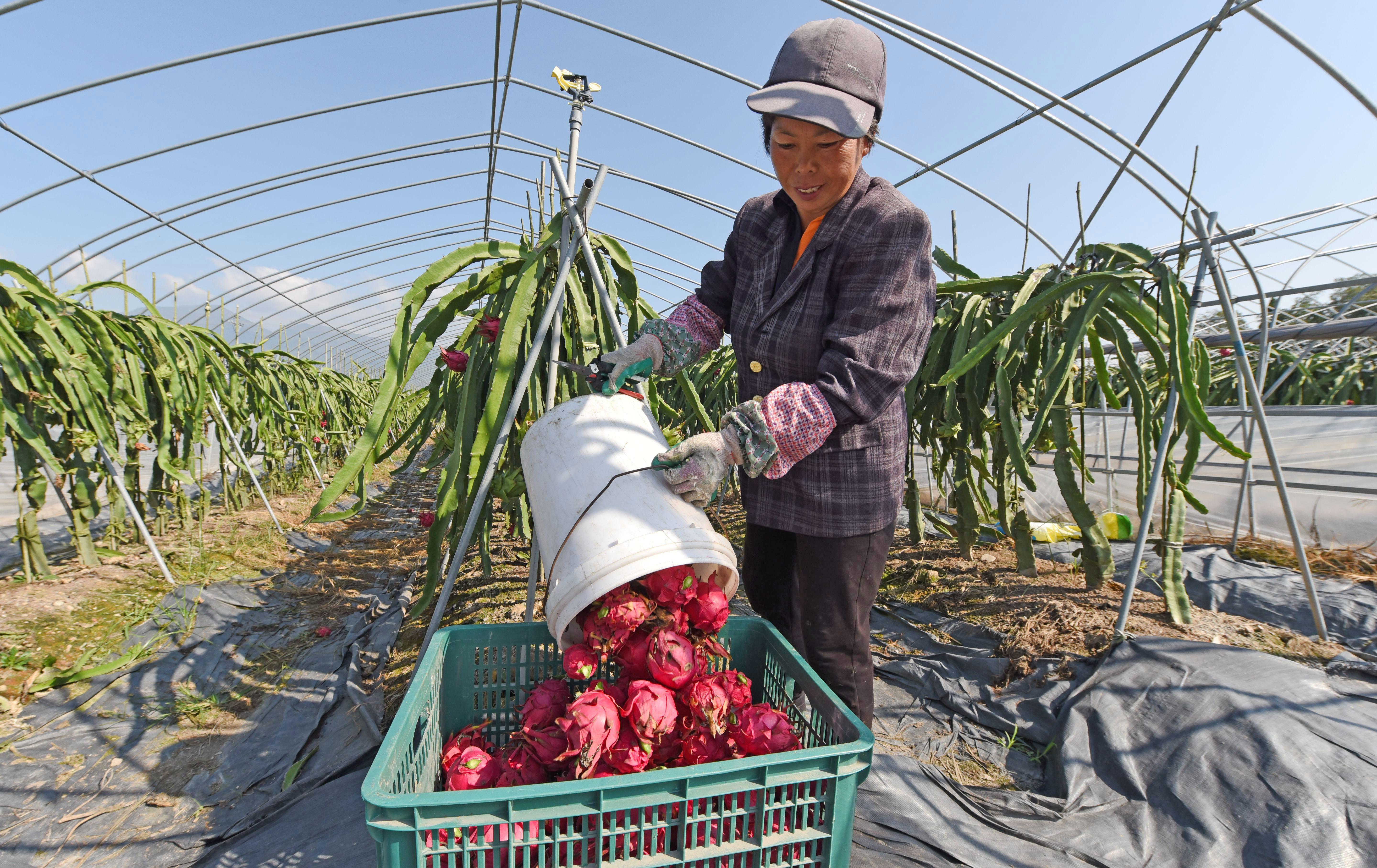 台湾火龙果新品种概览,探索最新台湾火龙果品种种类
