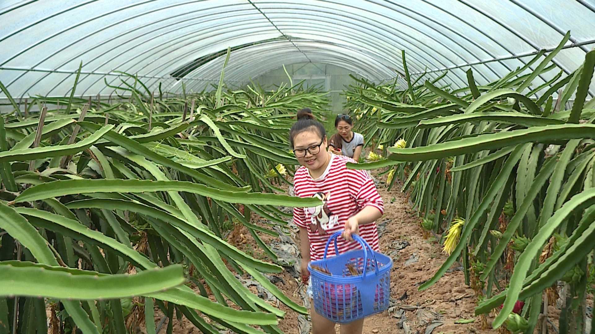 台湾火龙果新品种概览,探索最新台湾火龙果品种种类
