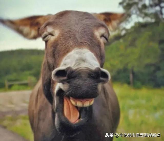 胶南隐珠最新招聘忙工信息,招工信息大汇总