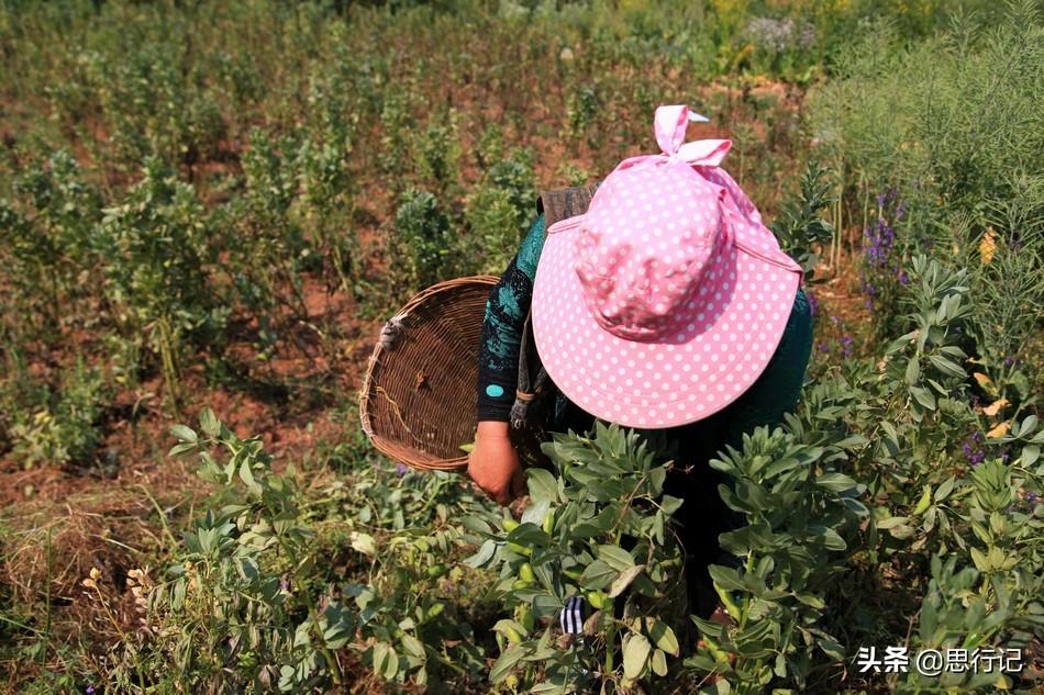 2017年蚕豆价格最新行情及走势分析