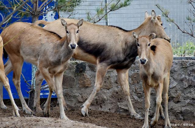 一肖一码的四不像,认证解答解释落实_zShop52.024