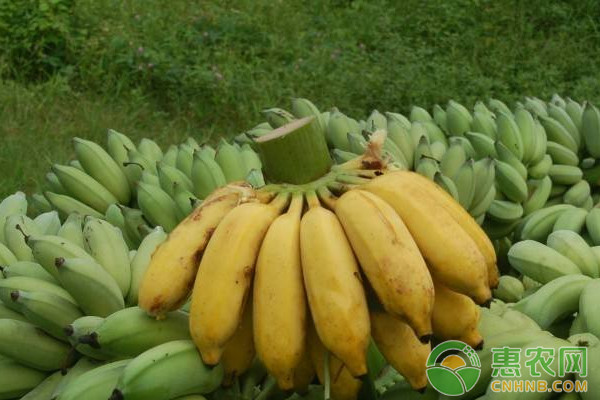 最新粉蕉种植技术揭秘,实现粉蕉高产的栽培秘诀