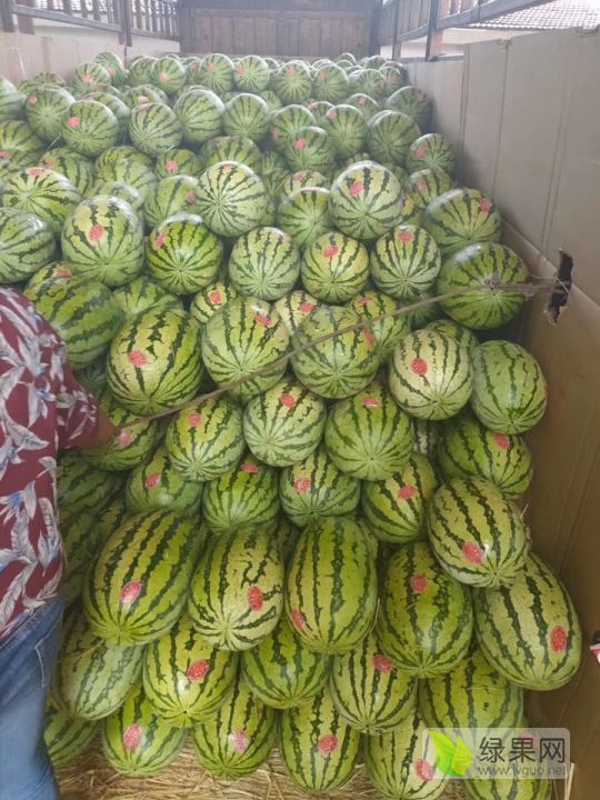 陕西定边西瓜最新价格行情更新