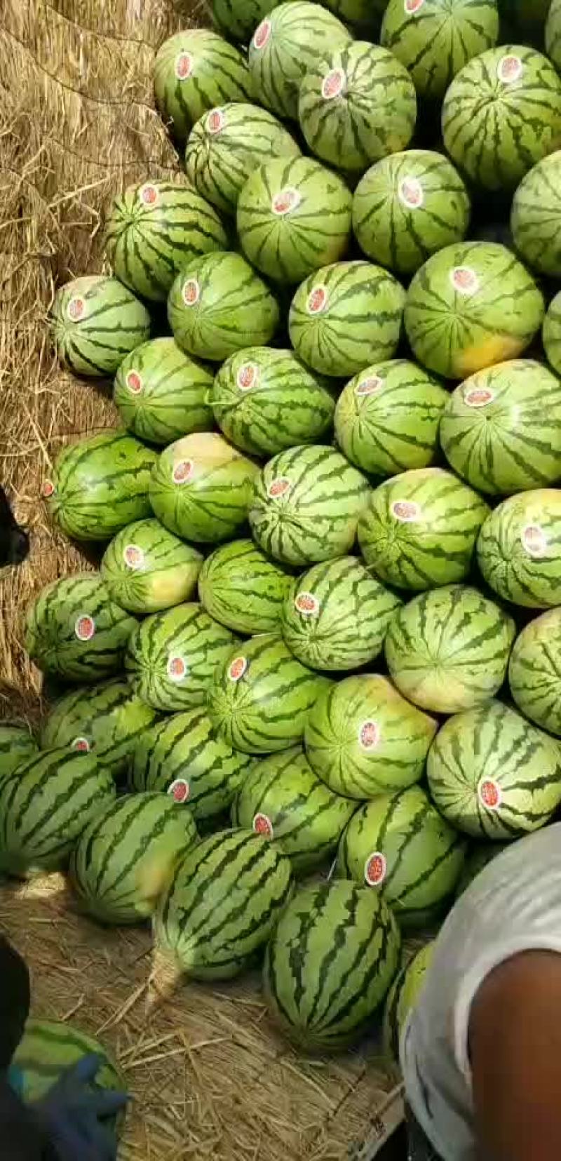 陕西定边西瓜最新价格行情更新