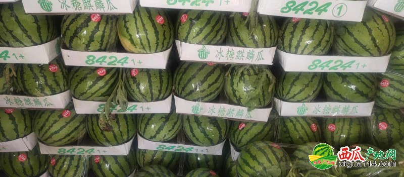 河南西瓜价格最新行情揭秘