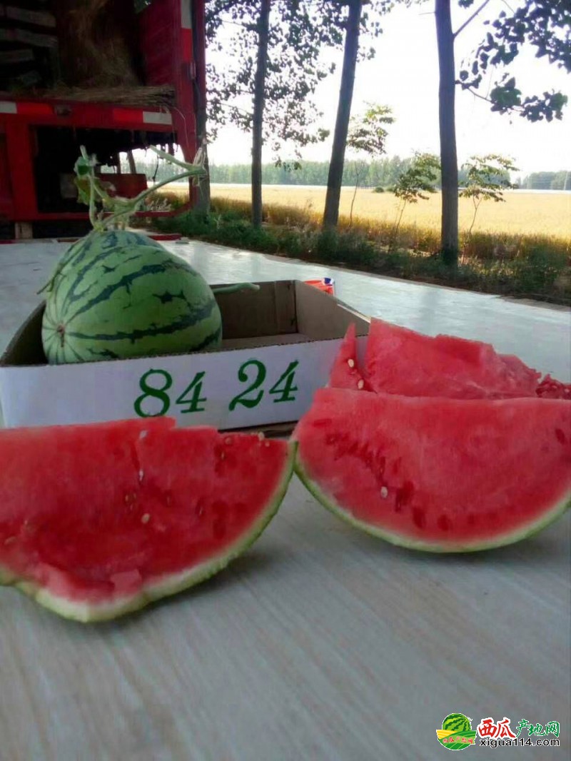 河南西瓜价格最新行情揭秘