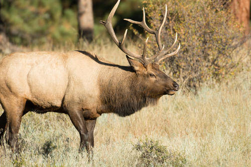今晚开的四不像,高效解答解释落实_策略版61.097