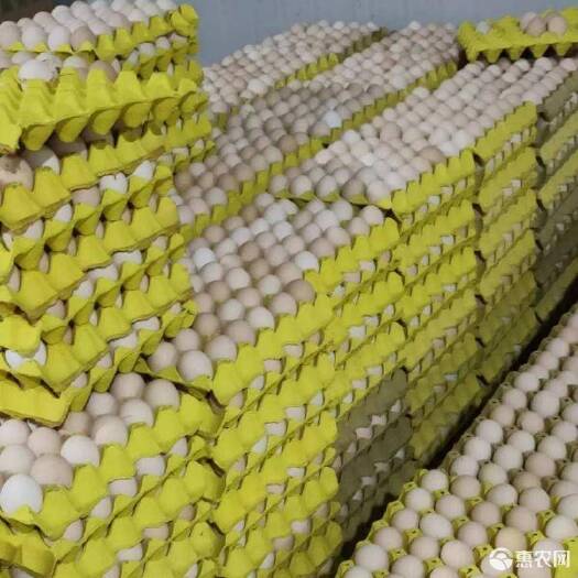 巨野鸡蛋最新行情价格