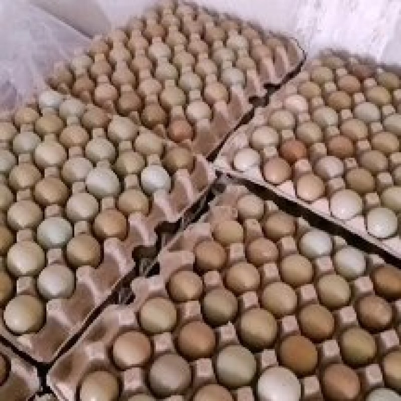 巨野鸡蛋最新行情价格