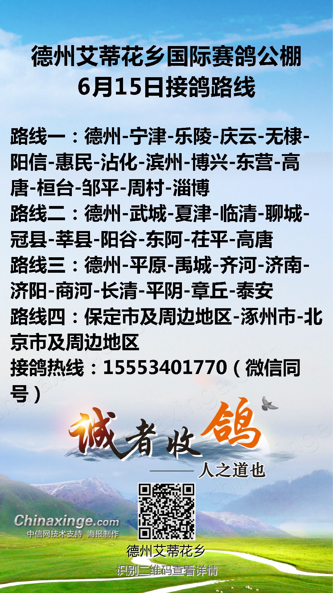 文德赛鸽公棚最新公告,一段温馨的鸽子传说