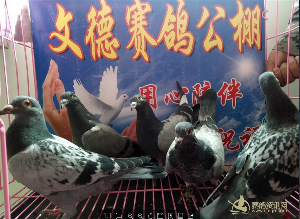 文德赛鸽公棚最新公告,一段温馨的鸽子传说
