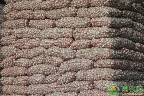 2023年金乡大蒜最新行情揭秘,小巷深处的蒜香宝藏