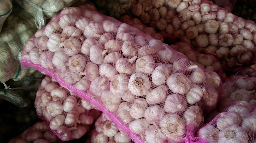 2023年金乡大蒜最新行情揭秘,小巷深处的蒜香宝藏