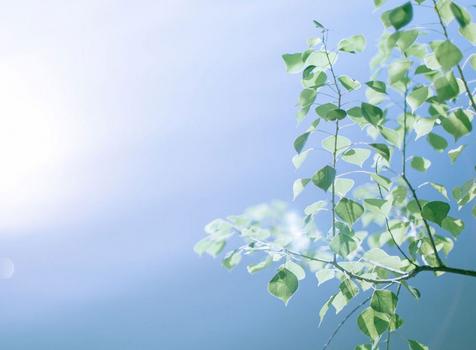 分明三四七出场,指什么生肖