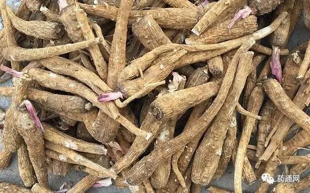 亳州白芷最新价格,亳州白芷最新价格,变化中的机遇与自我成长的励志之旅