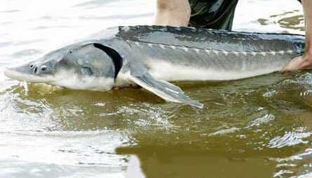 云南水怪最新报道,云南水怪最新报道,神秘现象引发关注热潮