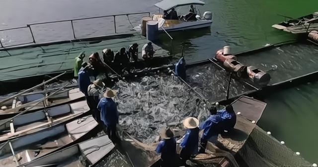 云南水怪最新报道,云南水怪最新报道,神秘现象引发关注热潮