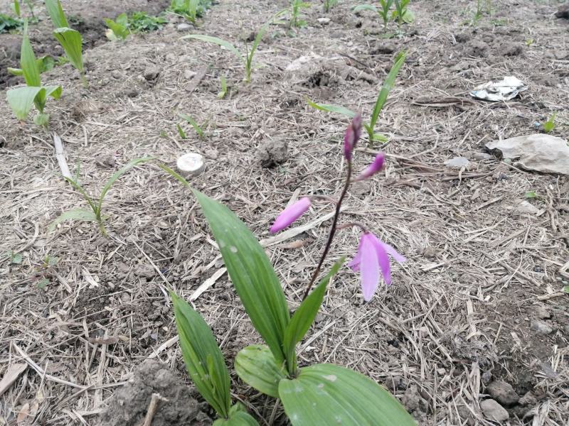 最新白芨贴吧,创新计划制定_未来版7.24.350