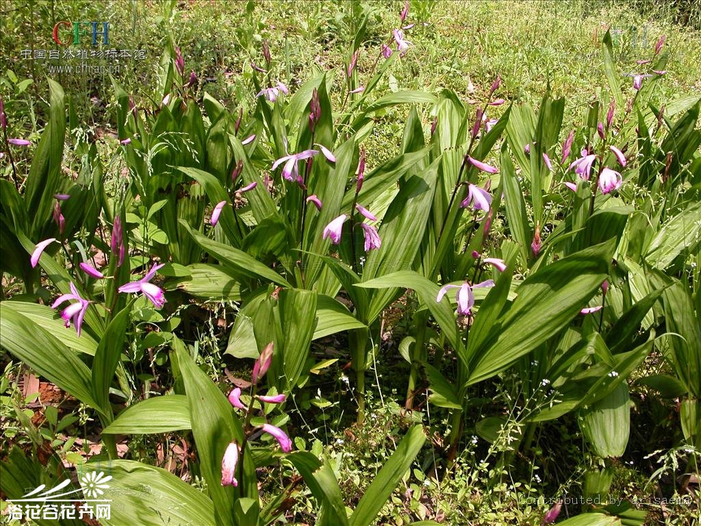 最新白芨贴吧,创新计划制定_未来版7.24.350