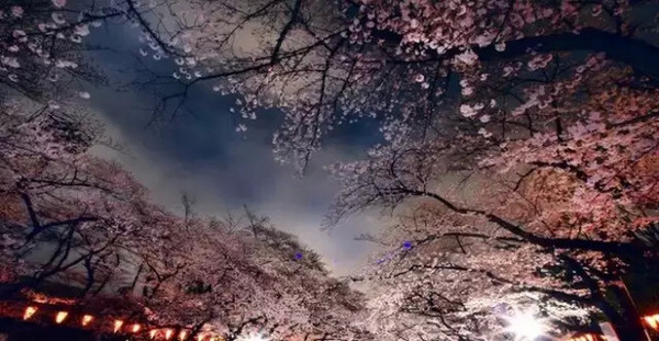 夜画集最新话,一场与自然美景的轻松邂逅,寻找内心的平和之旅