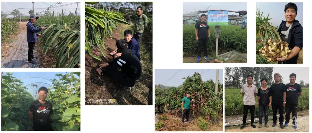 安丘大姜最新,小巷中的独特风味探秘