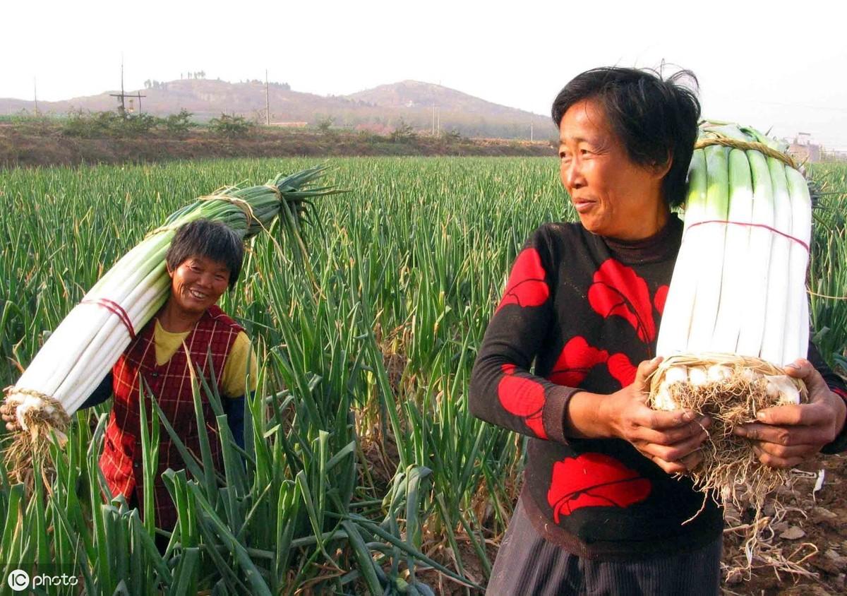 安丘大姜最新,小巷中的独特风味探秘