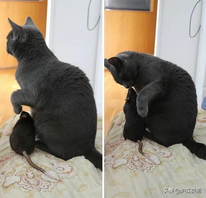 Tom的最新日常,友谊与爱的温馨篇章