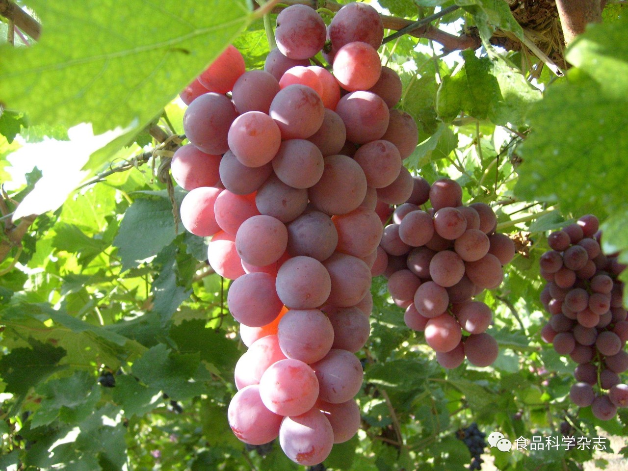 葡萄最新品种与家的温馨故事