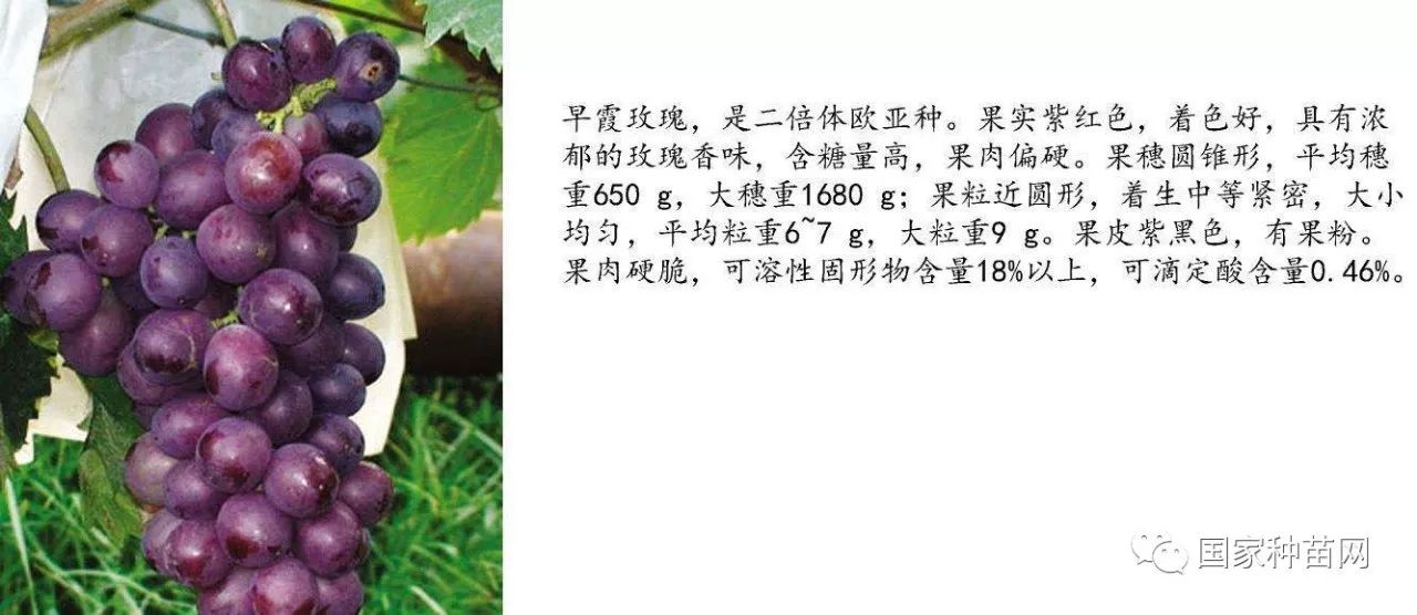 葡萄最新品种与家的温馨故事