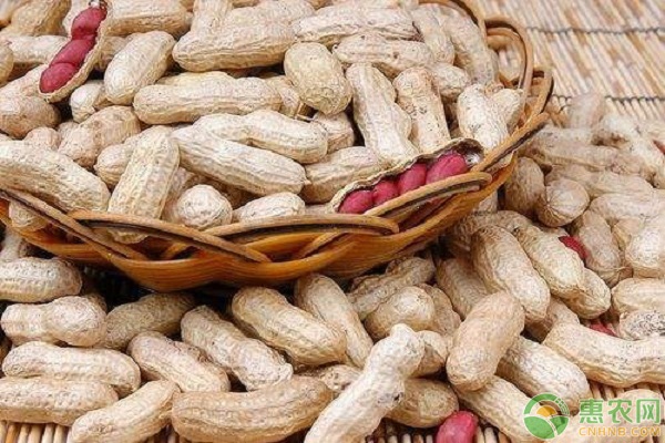 花生价格最新行情走势,小巷中的秘密花生宝藏