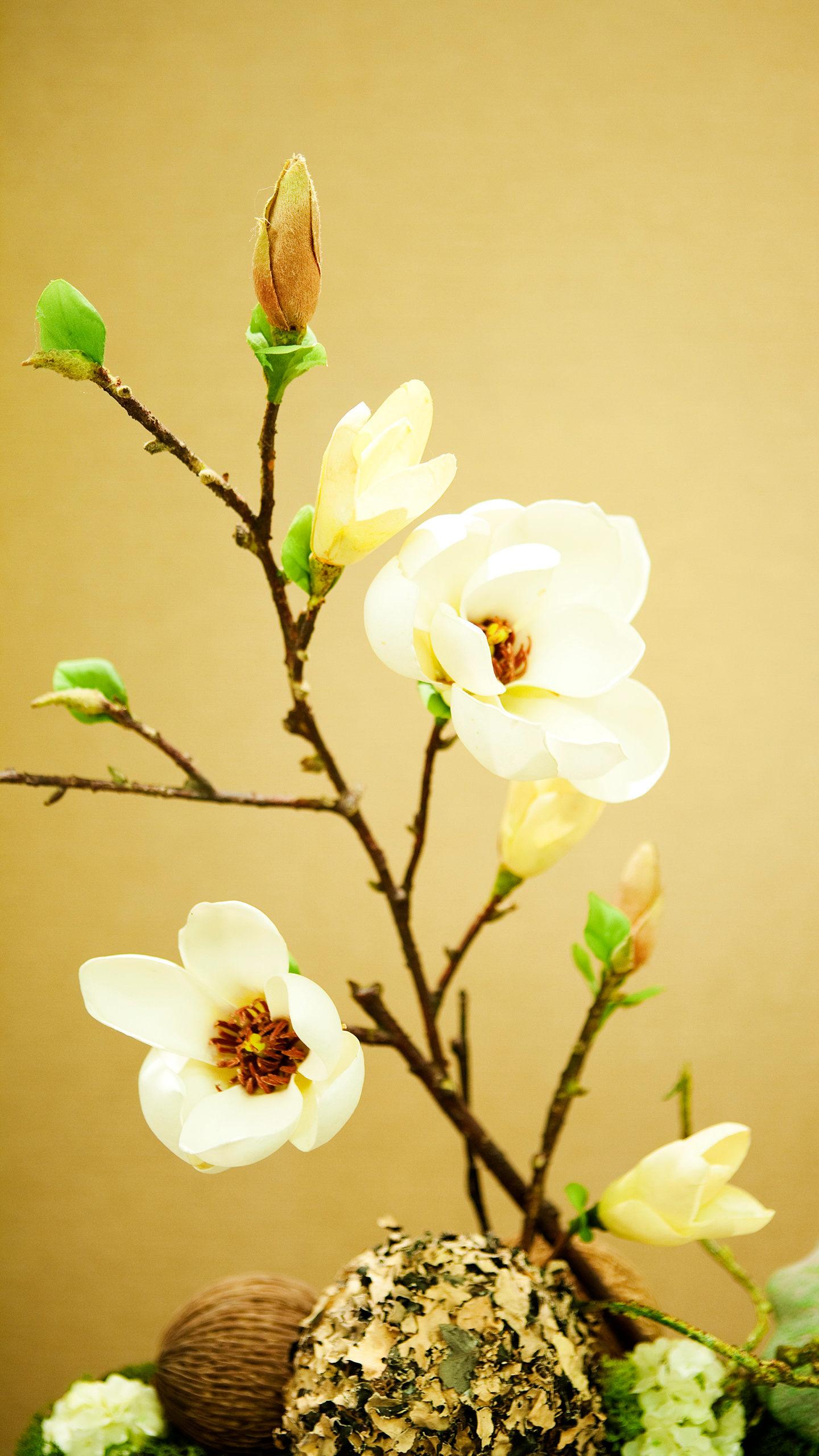 美图最新款,小巷中的秘密花园