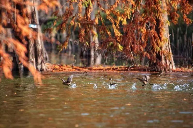 最新电视剧2016,探索自然美景的治愈之旅