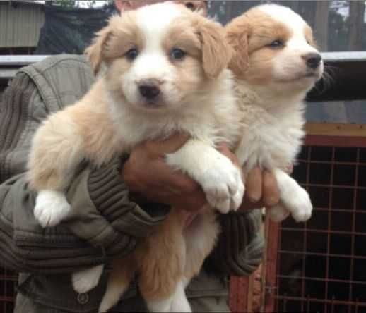 关于宠物价格最新价格的探讨