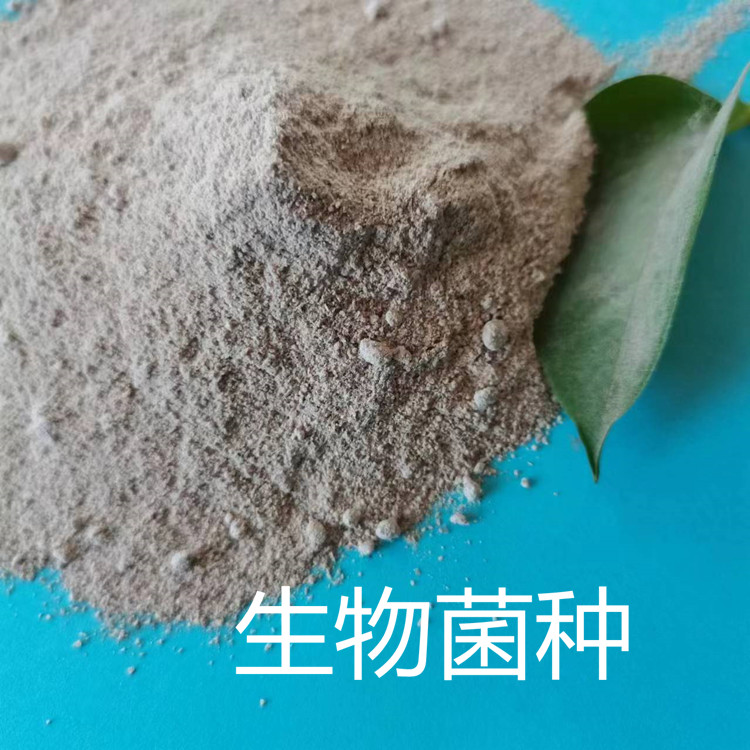 今日豆粕最新价格,小巷中的美味探索之旅