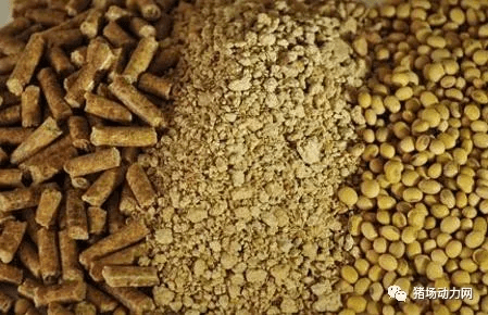 今日豆粕最新价格,小巷中的美味探索之旅