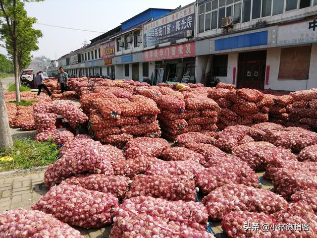 最新大蒜价格行情深度解析