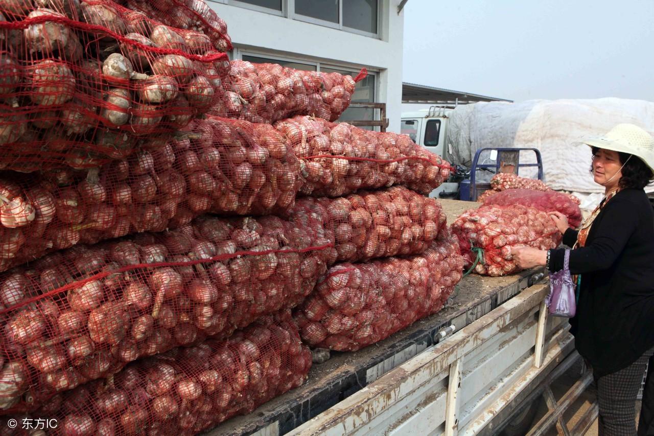 最新大蒜价格行情深度解析