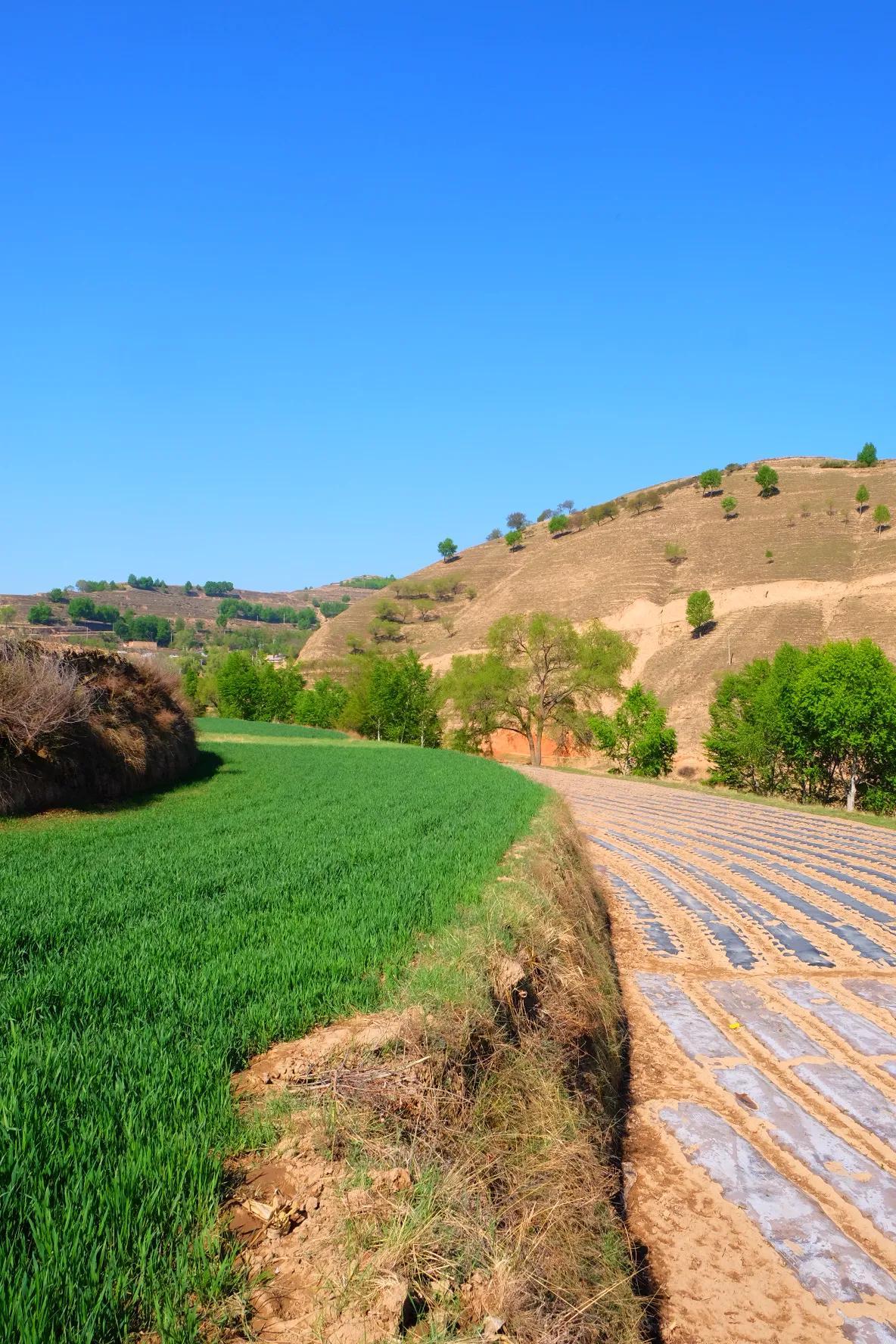 小麦的最新行情走势,一场寻找内心平静的绿色之旅