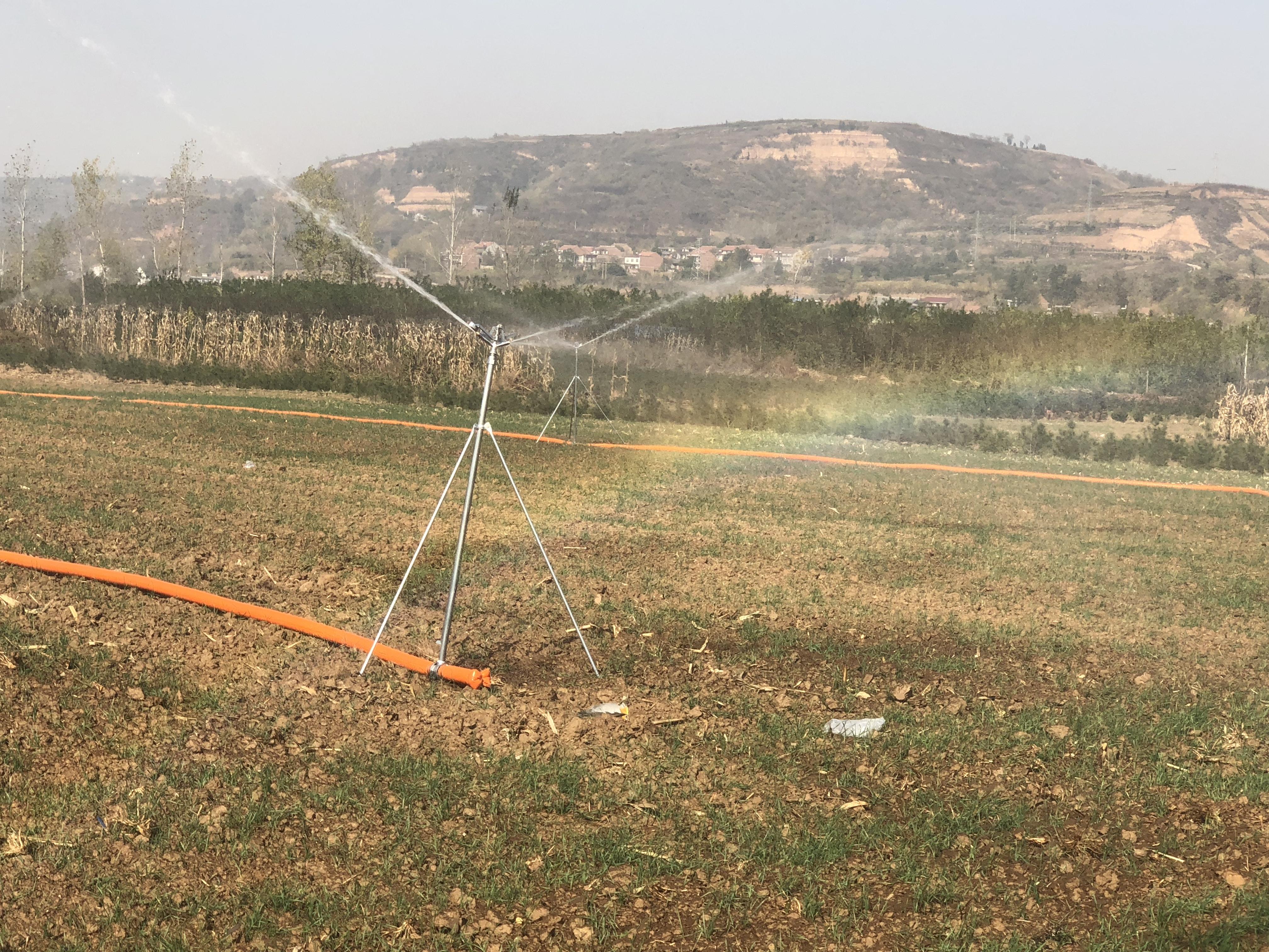 小麦的最新行情走势,一场寻找内心平静的绿色之旅