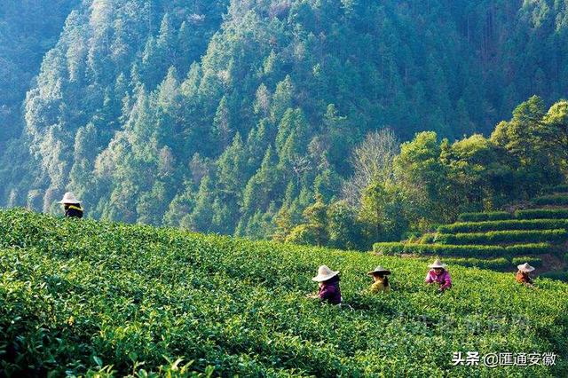 茶园最新消息,小巷深处的独特茶香之旅