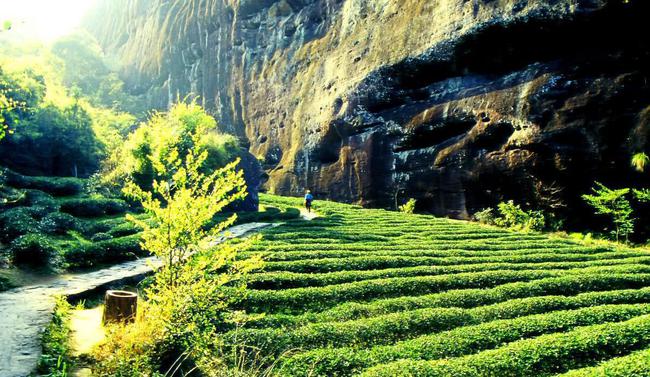 茶园最新消息,小巷深处的独特茶香之旅