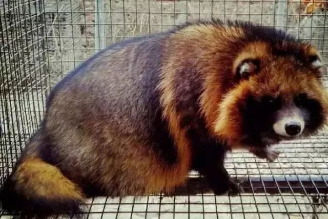 尚村貉子皮最新价格,市场走势与影响因素分析