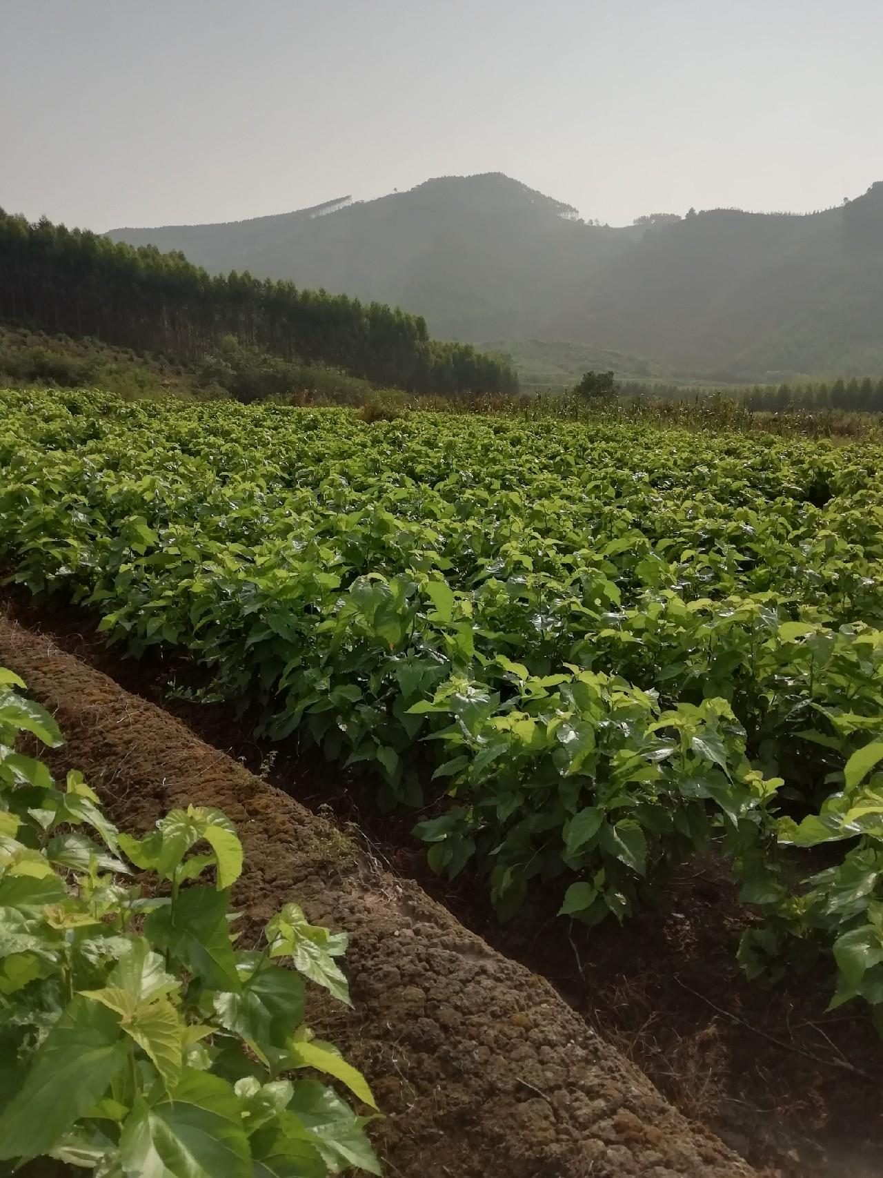 钓人的鱼最新作品——智能垂钓器,高科技的魅力,生活的变革