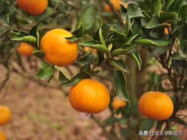最新柑橘品种,时代进步的果实之韵