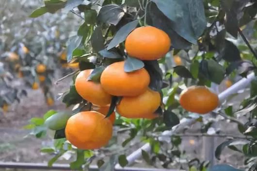 最新柑橘品种,时代进步的果实之韵