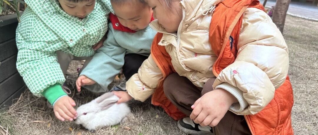 最新逮兔,兔子的温馨日常与友情故事