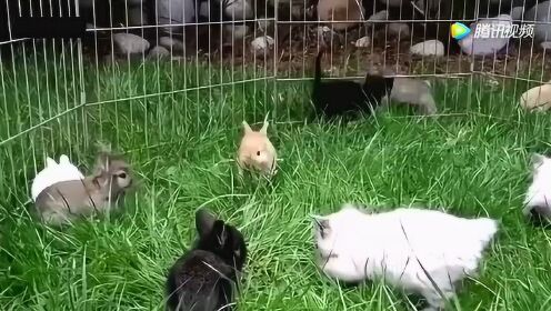 最新逮兔,兔子的温馨日常与友情故事