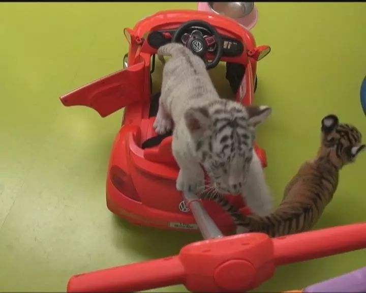 “今晚四不像预测一肖,综合分析及简易版JHG641.14解读”