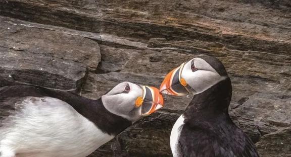 四不像正版+正版四不像凤凰,化学_UIL212.46皇极境